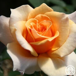 Brandy™ -HEIRLOOM ROSES Sales brandy 6 7