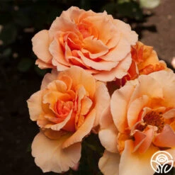 Brandy™ -HEIRLOOM ROSES Sales brandy 7 8