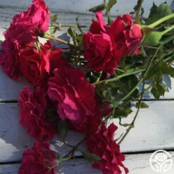 Braveheart™ -HEIRLOOM ROSES Sales braveheart 11