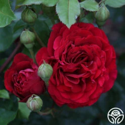 Braveheart™ -HEIRLOOM ROSES Sales braveheart 18