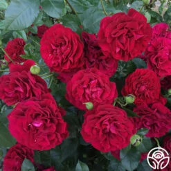 Braveheart™ -HEIRLOOM ROSES Sales braveheart 19