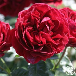 Braveheart™ -HEIRLOOM ROSES Sales braveheart 8 1 2