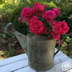 Braveheart™ -HEIRLOOM ROSES Sales braveheart 9 1