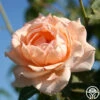 Breath Of Life™ -HEIRLOOM ROSES Sales breath of life logo 03