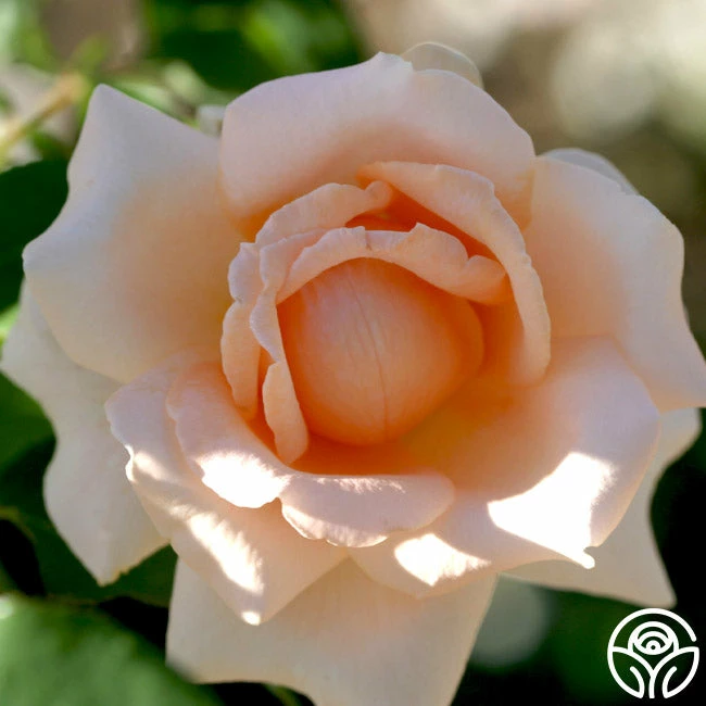 Breath Of Life™ 5 Breath Of Life™ - Image 3