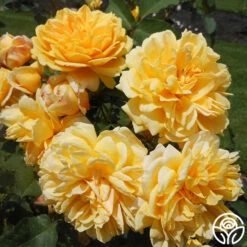 Brenda Burg™ -HEIRLOOM ROSES Sales brenda burg 2