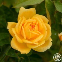 Brenda Burg™ -HEIRLOOM ROSES Sales brenda burg 3