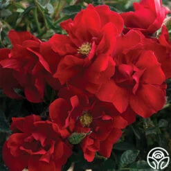 Brick House™ -HEIRLOOM ROSES Sales brick house 1 2