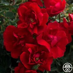 Brick House™ -HEIRLOOM ROSES Sales brick house 2 2