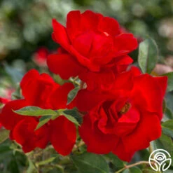 Brick House™ -HEIRLOOM ROSES Sales brick house 3 2