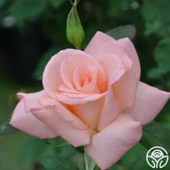 Bride 10 Bride -HEIRLOOM ROSES Sales bride 3 1