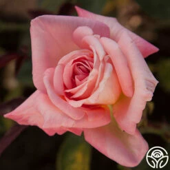 Bride 9 Bride -HEIRLOOM ROSES Sales bride 56