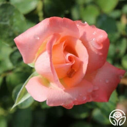 Bride 11 Bride -HEIRLOOM ROSES Sales bride 6