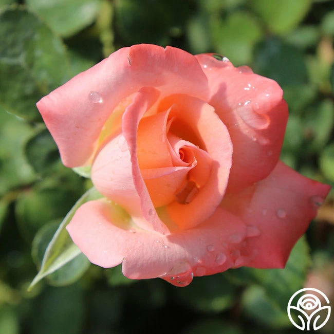 Bride 7 Bride - Image 5