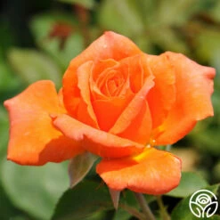 Bright Fire 7 Bright Fire -HEIRLOOM ROSES Sales bright fire logo 02