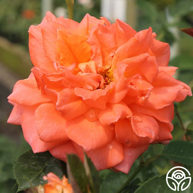 Bright Fire 4 Bright Fire - Image 2