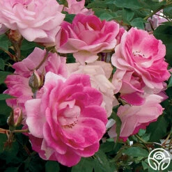 Brilliant Pink Iceberg -HEIRLOOM ROSES Sales brilliant pink icebeg 2