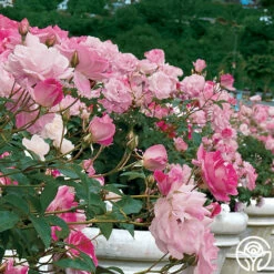 Brilliant Pink Iceberg -HEIRLOOM ROSES Sales brilliant pink iceberg 1