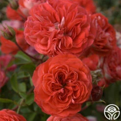 Veranda® Brilliant™ -HEIRLOOM ROSES Sales brilliant veranda 1