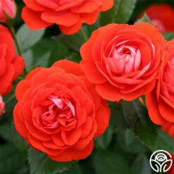 Veranda® Brilliant™ -HEIRLOOM ROSES Sales brilliant veranda 2
