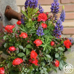 Veranda® Brilliant™ -HEIRLOOM ROSES Sales brilliant veranda 3