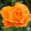 Bronze Star™ -HEIRLOOM ROSES Sales bronze star 1 1 1