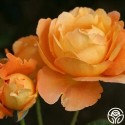 Bronze Star™ -HEIRLOOM ROSES Sales bronze star 4 2