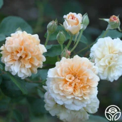 Buff Beauty 7 Buff Beauty -HEIRLOOM ROSES Sales buff beauty 1 7