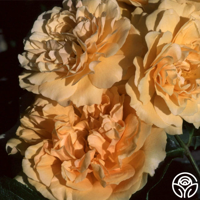 Buff Beauty 4 Buff Beauty - Image 2