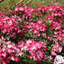 Bukavu -HEIRLOOM ROSES Sales bukavu 2