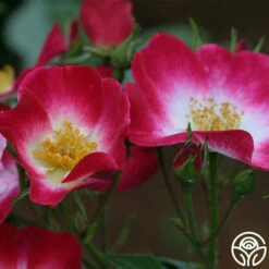 Bukavu -HEIRLOOM ROSES Sales bukavu 4