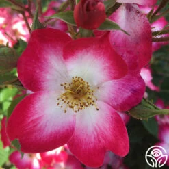 Bukavu -HEIRLOOM ROSES Sales bukavu 6