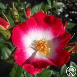 Bukavu -HEIRLOOM ROSES Sales bukavu 7