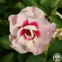 Bull's Eye™ -HEIRLOOM ROSES Sales bulls eye 3