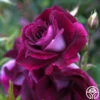 Burgundy Iceberg™ -HEIRLOOM ROSES Sales burgundy iceberg 1 1