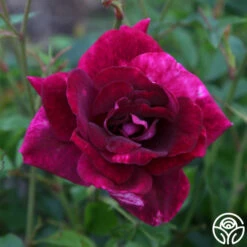 Burgundy Iceberg™ -HEIRLOOM ROSES Sales burgundy iceberg 4 1
