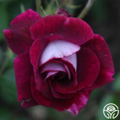 Burgundy Iceberg™ -HEIRLOOM ROSES Sales burgundy iceberg 5