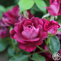 Burgundy Iceberg™ -HEIRLOOM ROSES Sales burgundy iceberg 7