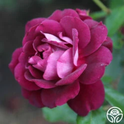 Burgundy Iceberg™ -HEIRLOOM ROSES Sales burgundy iceberg 8