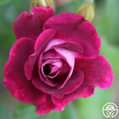 Burgundy Iceberg™ -HEIRLOOM ROSES Sales burgundy iceberg 9