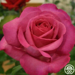 Buxom Beauty™ 12 Buxom Beauty™ -HEIRLOOM ROSES Sales buxom beauty 3 1 2