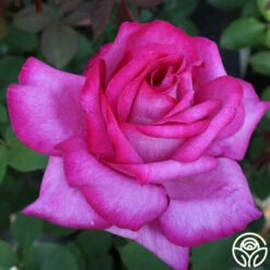 Buxom Beauty™ 10 Buxom Beauty™ -HEIRLOOM ROSES Sales buxom beauty 4 1