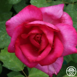 Buxom Beauty™ 13 Buxom Beauty™ -HEIRLOOM ROSES Sales buxom beauty 5