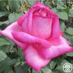 Buxom Beauty™ 11 Buxom Beauty™ -HEIRLOOM ROSES Sales buxom beauty 8