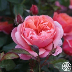 Safari™ 16 Safari™ -HEIRLOOM ROSES Sales c2