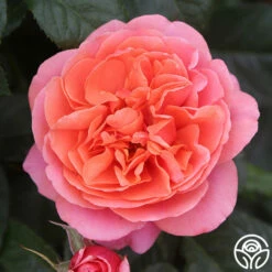 Matchless Mother™ -HEIRLOOM ROSES Sales c2 90c01995 d4f4 49dc 9dd0 5ceb78b4d7e8