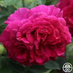 Princess Elise™ 17 Princess Elise™ -HEIRLOOM ROSES Sales c4