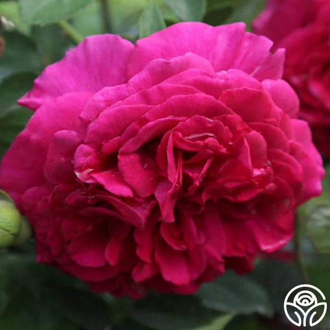 Princess Elise™ 7 Princess Elise™ - Image 5