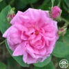 Cabbage Rose -HEIRLOOM ROSES Sales cabbage rose 1 1 1