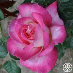 California Dreamin'™ -HEIRLOOM ROSES Sales california dreamin 2 1